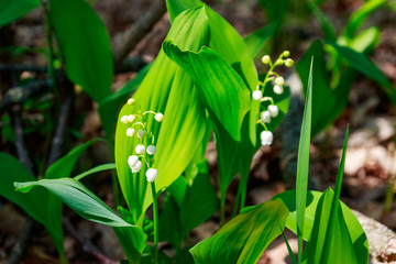 Lily of the valley (Convallaria majalis) white flowers in forest at spring