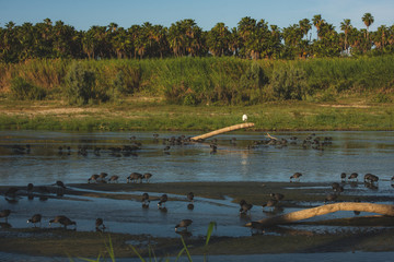 The estuary of San José, is the most important natural space in town,  more than 200 species of animals (70% birds)  can be found here in this quiet peaceful place 