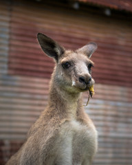 Lazy kangaroo, Australia