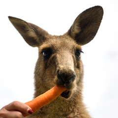 Hungry kangaroo, Australia