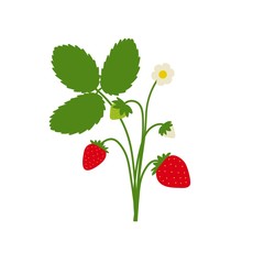 Strawberry plant drawing with leaves, berries and flowers. Cute cartoon flat design isolated on white. Vector