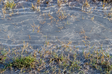 Islands of slightly withered and green grass and bushes bound by a thin crust of shiny ice with oval curves on surface powdered with rare snowflakes. Concept: unexpectedly early winter frosts