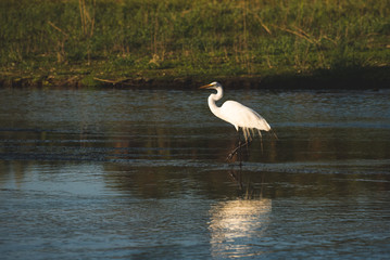 The estuary of San José, is the most important natural space in town,  more than 200 species of animals (70% birds)  can be found here in this quiet peaceful place 
