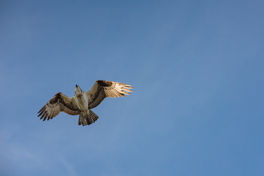 Close up of a Mexican Falcon / Hawk flying in the sky, open wings