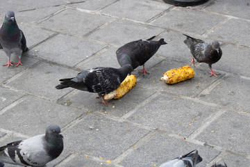 Fototapeta premium Pigeons eating corn grains. And s close-up on the stone paving.