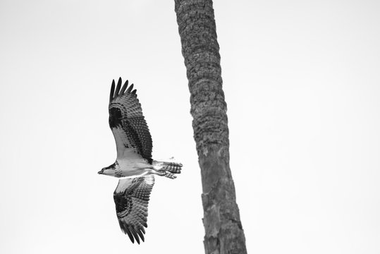 Black and white close up of a Mexican Falcon / Hawk flying in the sky, open wings