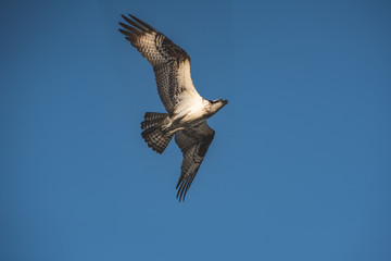 Close up of a Mexican Falcon / Hawk flying in the sky, open wings