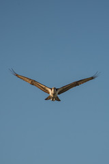 Close up of a Mexican Falcon / Hawk flying in the sky, open wings