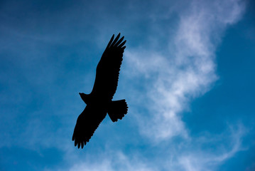 Silhouette of a Mexican Falcon / hawk flying in the sky