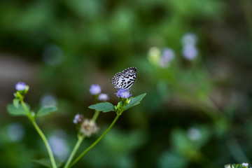 Close up of Castalius rosimon, the common call Pierrot, is a small butterfly.