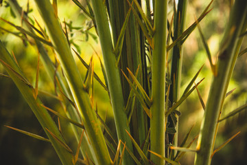Close up of the Vegetation in "Los Cabos"  Estuary 