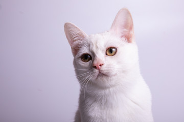Fototapeta na wymiar burmilla cat on white background