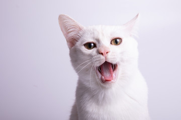 burmilla cat on white background