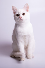burmilla cat on white background