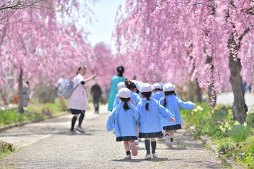 春・桜・散歩の園児