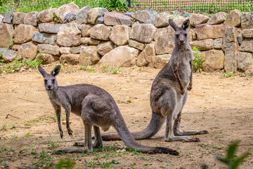 【千葉県】千葉市動物公園のオオカンガルー