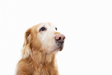 portrait of golden retriever on white background