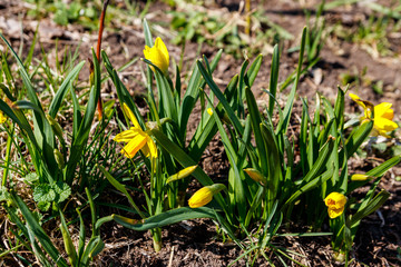 Yellow daffodil flowers in garden. Beautiful narcissus on flowerbed