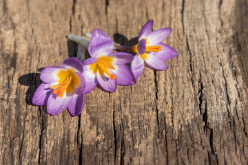 Purple crocus flowers on rustic wooden background