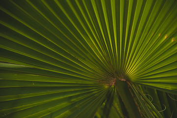 Obraz premium Interesting Macro Close up Photography of Palm Leaf Texture