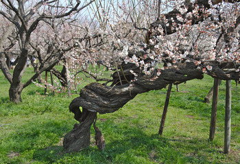 Japanese plum (Ume) blossom from mito plum Festival at Mito Kairakuen Garden, Ibaraki, Japan.