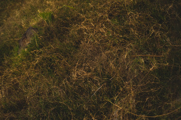 Fototapeta na wymiar Close up portrait of Grass, Plants