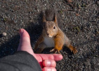 Red Squirrel begging for nuts in a park in Stockholm 
