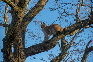 Fototapeta na wymiar Lynx on a tree branch in a park in Stockholm a winter day