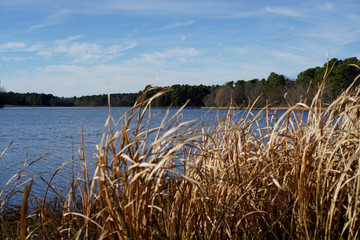 Lake through the Reeds