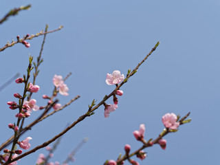 Peach blossom isolated with blue sky background, beautiful pink flowers in spring.