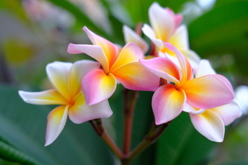 Naklejka premium Plumeria flower pink and white tropical flower, frangipani flower