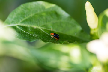 Naklejka premium Close-up an Insects that come and ripen on a leaf of chili pepper 