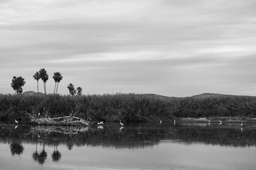 The estuary of San José, is the most important natural space in town,  more than 200 species of...