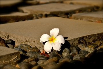 Fototapeta na wymiar Frangiapani flower on stones and pebbles.