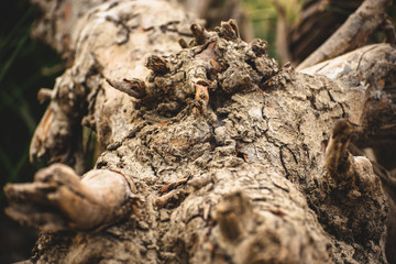 close up of a tree bark, Texture