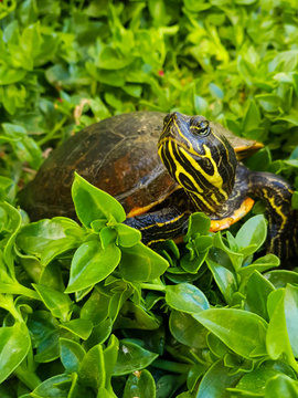 Tortuguita 