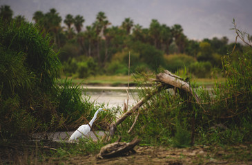 The estuary of San José, is the most important natural space in town,  more than 200 species of animals (70% birds)  can be found here in this quiet peaceful place 
