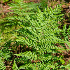 Fototapeta premium Wald-Frauenfarn,Athyrium filix-femina,im Sommer
