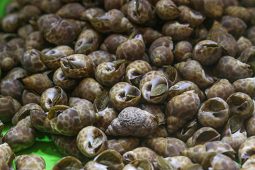 fresh shells with clams as background