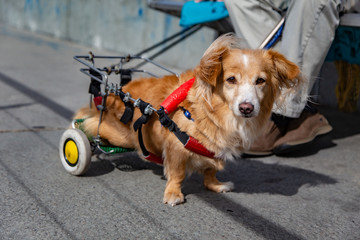niepełnosprawny piesek na zwierzęcym wózku inwalidzkim podczas spaceru - obrazy, fototapety, plakaty