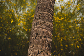 Close up of the trunk of a Palm Tree