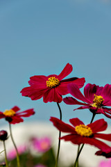 Close-up of cosmons flower in full blooming