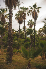 Fototapeta premium Beautiful Natural Landscape View of Estuary in Los Cabos, Mexico 
