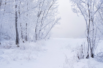 Winter landscape in the forest