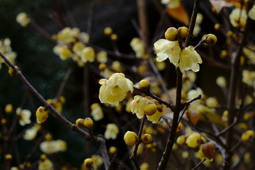 早春の花　-　ロウバイの花が咲く