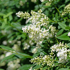 Blühender Liguster,Ligustrum,im Frühsommer