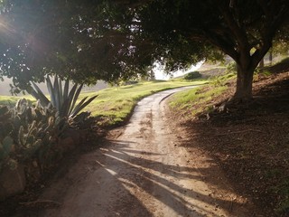 camino arbol maguey pasto verde