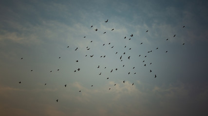 野鳥の集団飛翔