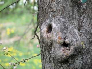 Fototapeta premium birdhouse on a tree