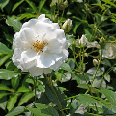 Weiße Rose im Garten